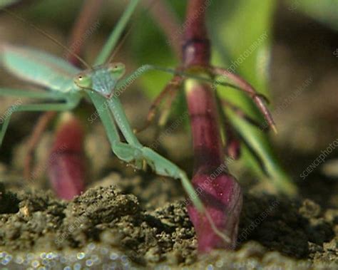 Chinese mantis - Stock Video Clip - K002/0128 - Science Photo Library