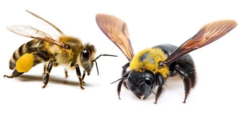 Honey Bee Vs. Carpenter Bee – What's The Difference? Bee Professor