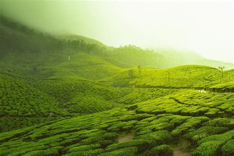 Tea Gardens | India Photo Spot - PIXEO