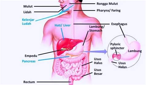 Gambar Sistem Pencernaan Manusia Dan Fungsinya Informasi Dunia ...