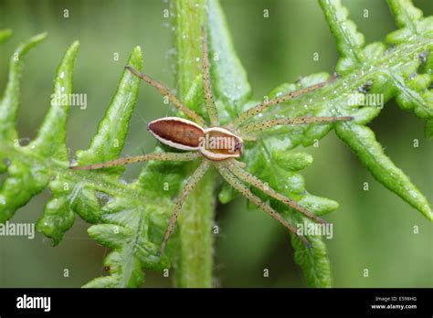 Great raft spider uk hi-res stock photography and images - Alamy