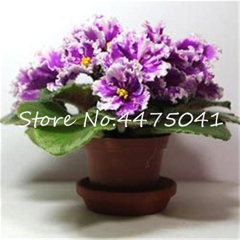 100pcs African Violet Evening Scented Seeds OutletTrends.com Free Shipping Up to 70% OFF