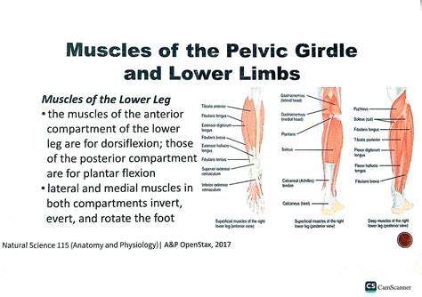 SOLUTION: muscles of pelvic girdle lower limbs - Studypool