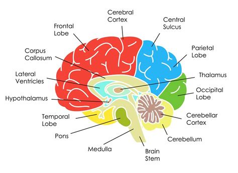 Parts Of The Human Brain And Their Functions - WISURU