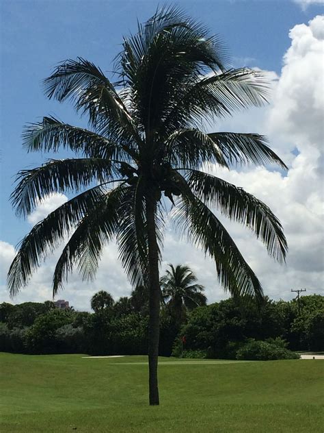 Coconut palm tree at Red Reef Park. #southflorida #florida #bocaraton #travel #palmtree #coconut ...