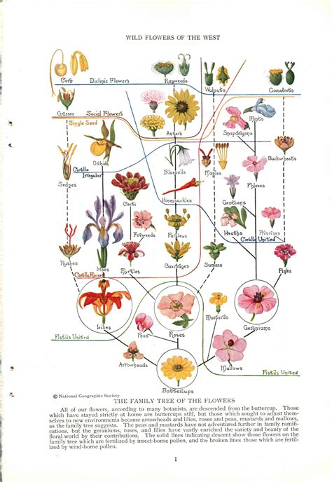 1927 National Geographic Vintage Pages – Family Tree of the Flowers ...