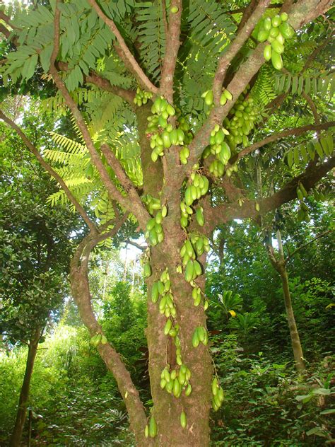 Polynesian Produce Stand : ~BILIMBI~ Averrhoa bilimbi ~CUCUMBER FRUIT ...