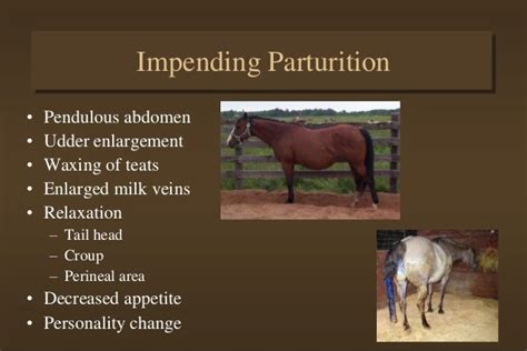 Foaling & Foal Care