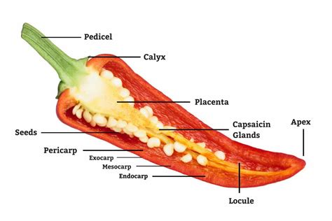 Pepper Anatomy: What's Inside Your Chili?