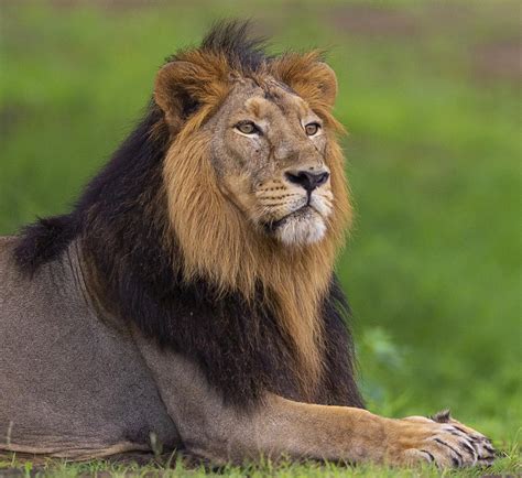 Why the Asiatic Lion needs a second home - Frontline