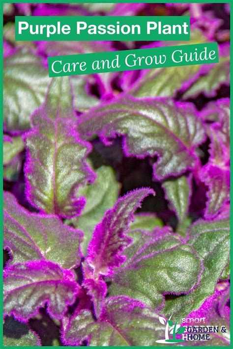 Purple Passion Plant Care and Grow Guide in 2022 | Purple passion plant, Plants, Plant care