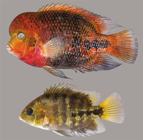 Redhead Cichlid – Discover Fishes