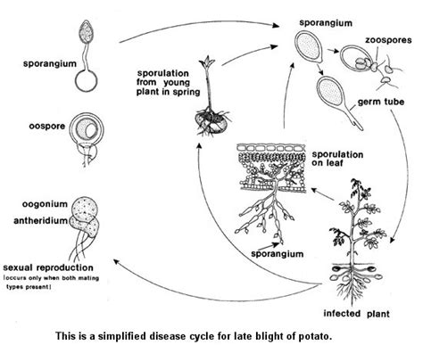 Phytophthora infestans Life History & Reproduction