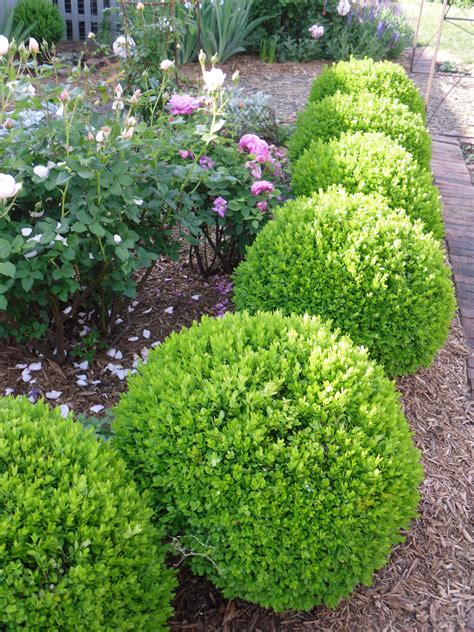 Japanese Boxwood Planting Distance