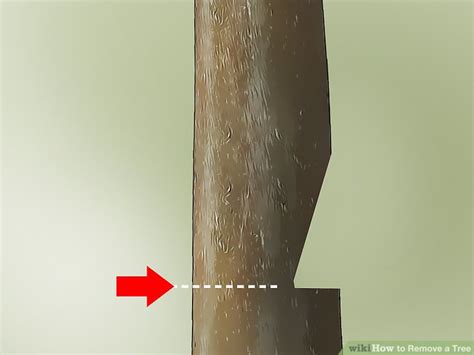 3 Ways to Remove a Tree - wikiHow