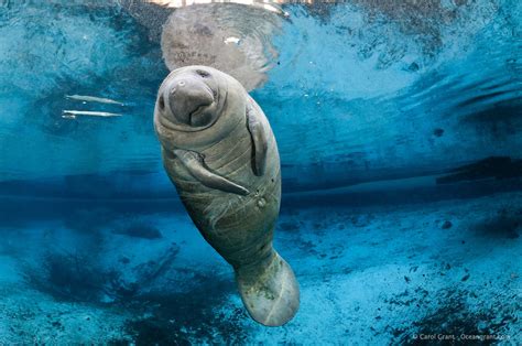 Sub Sea Systems - Our World: Marvelous, Magical Manatees!