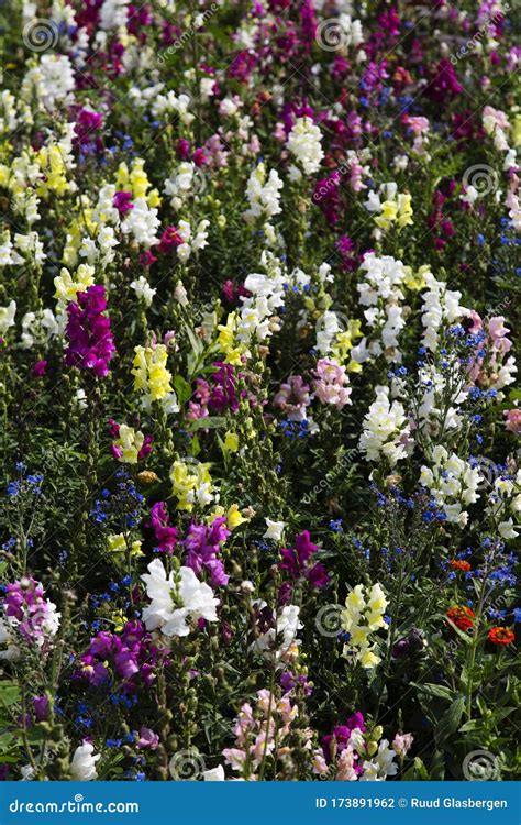 Antirrhinum Majus Maximum, Beautiful Multicolored Summer Flowering ...