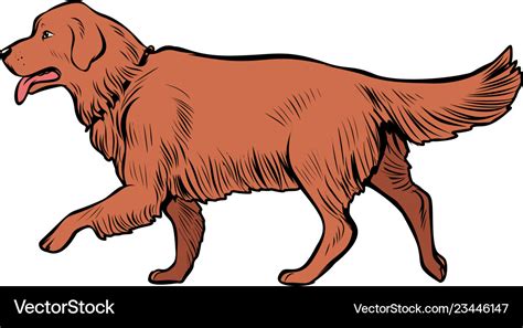 Golden retriever dog Royalty Free Vector Image