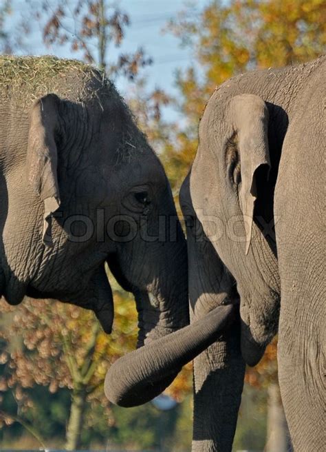 Two elephants hugging each other | Stock Photo | Colourbox