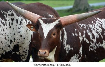 430 Sanga cattle Images, Stock Photos & Vectors | Shutterstock