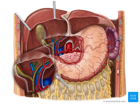 Right hepatic artery: Anatomy, branches, supply | Kenhub