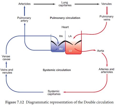 Double circulation - Human | Zoology