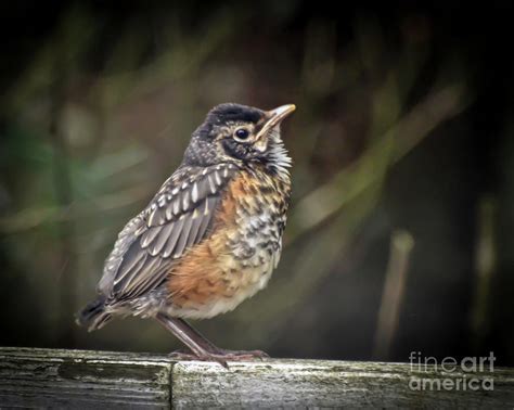 American Robin Fledgling Photograph by Kerri Farley - Fine Art America