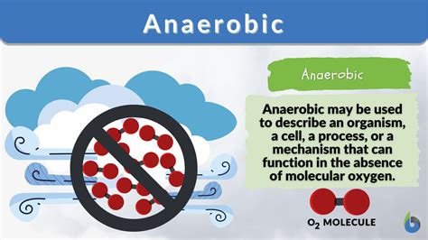 Anaerobic Bacterial Metabolism Definition Process Biology Class | My ...