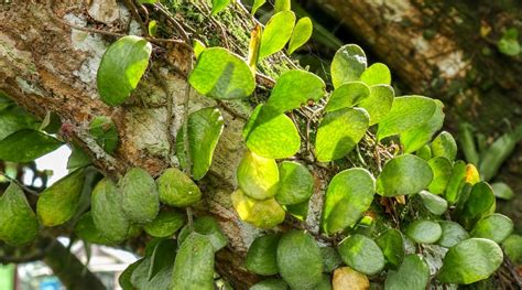 What Are Epiphytes? All About Epiphytic Plants and Their Care