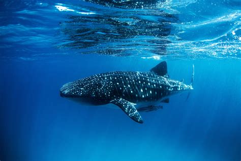 Africa's Best Destinations for Swimming With Whale Sharks