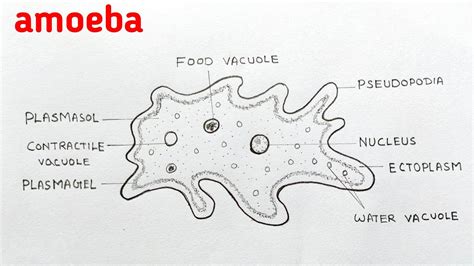 How TO Draw Amoeba Easy/amoeba Diagram/amoeba Drawing, 49% OFF