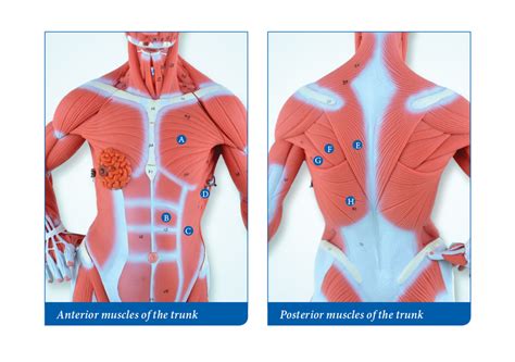 anterior muscles of the trunk Diagram | Quizlet