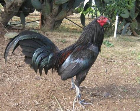 Black Round Head Game Fowl | Game fowl, Beautiful chickens, Angry animals