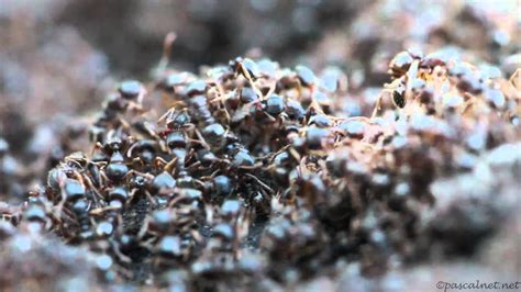 TETRAMORIUM CAESPITUM ANTS RAIDING A NEST - YouTube