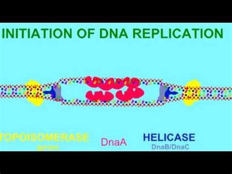 Dna Replication Helicase