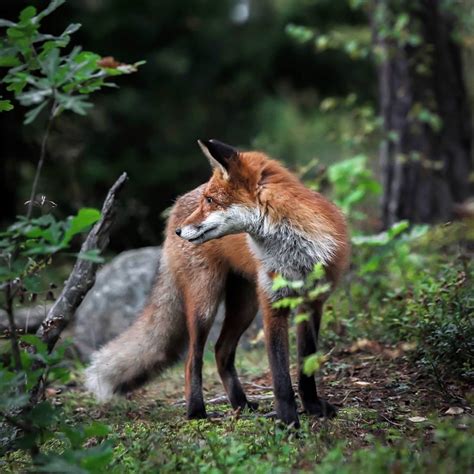 Photos Capture Finland’s Fairytale Forest Animals in the Wild