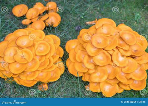 Omphalotus Olearius.Bright Orange Poisonous Mushroom Stock Photo - Image of omphalotus, season ...