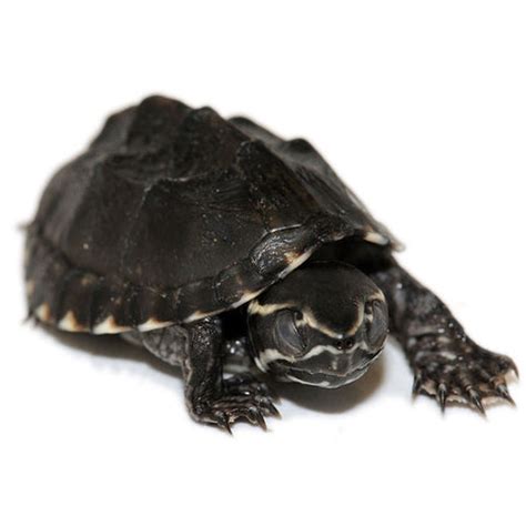 Stinkpot Musk Turtles – Big Apple Pet Supply