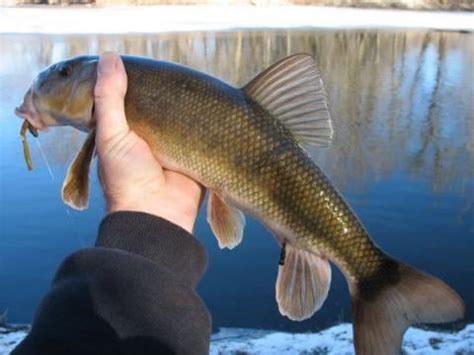 White Sucker Catostomus comersoni