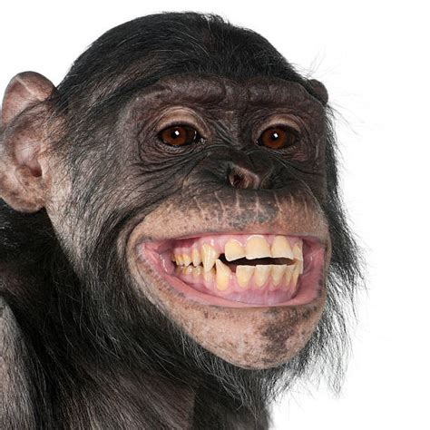 Royalty Free Monkey Teeth Pictures, Images and Stock Photos - iStock