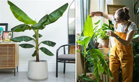 Banana plant: Expert on how to keep tropical tree alive inside over winter | Express.co.uk