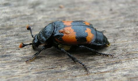 Burying Beetle - Facts, Information & Pictures