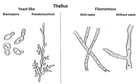 Yeast Fungi Characteristics