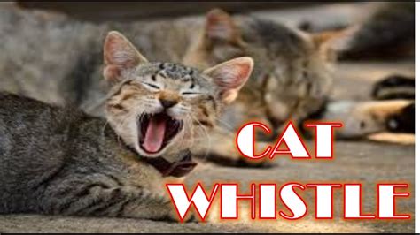 Amazing Cat Whistle - whistle sound effect cat call - YouTube