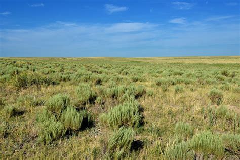 Sand-sage (Artemisia filifolia) is an importantly component of Great ...