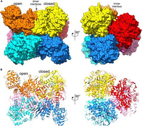 Frontiers | Structural Studies of Glutamate Dehydrogenase (Isoform 1) From Arabidopsis thaliana ...