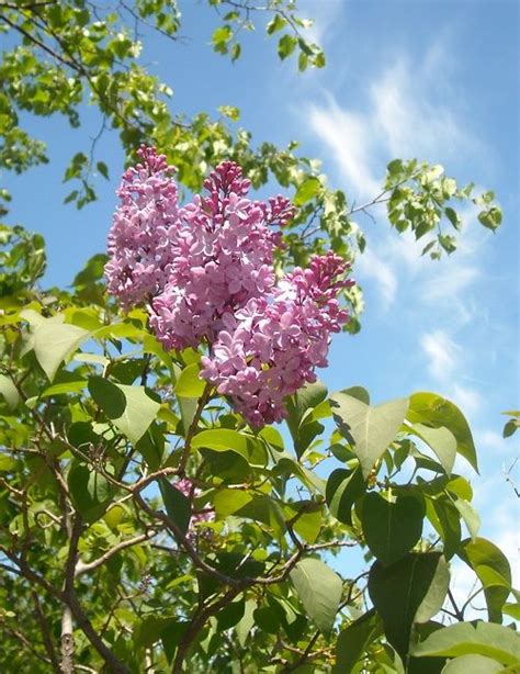 New Hampshire's state flower, in beautiful bloom at Strawbery Banke ...