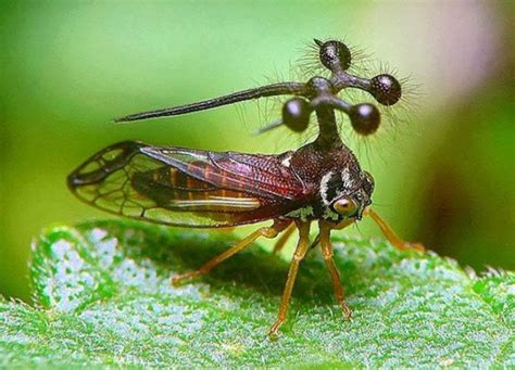 15 Weirdest Insects on Earth - Ento Nation