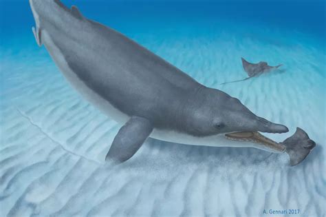 Ancient 36-million-year-old fossil helps track down how baleen whales ...