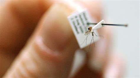 Mosquitoes in Fresno County test positive for Saint Louis Encephalitis ...